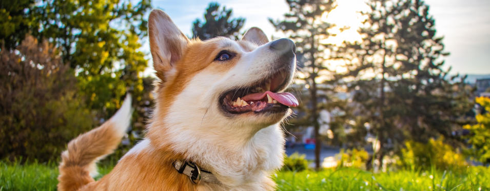 happy dog at training classes at mckaynine