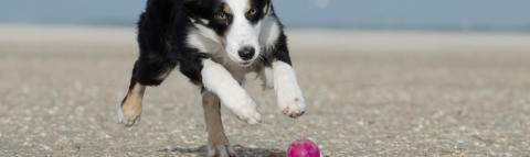 mckaynine puppy class puppy running after ball