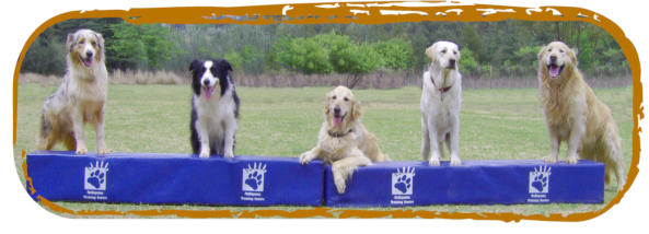 advanced obedience dogs showing off at mckaynine honeydew