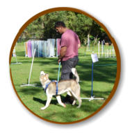 attentive dog and owner going through obedience course at mckaynine honeydew
