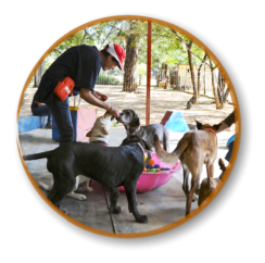 mckaynine instructor facilitating happy play between puppies during class