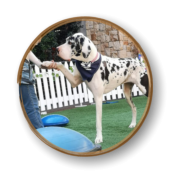 mckaynine great dane doing canine yoga demonstration