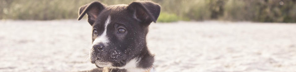 close up head shot of puppy o