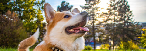 happy dog at training classes at mckaynine