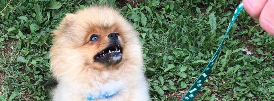 pom puppy focusing on owner during puppy class