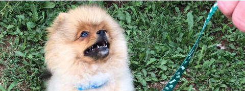 pom puppy focusing on owner during puppy class