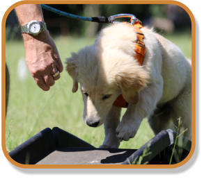 retriever puppy going over ramp during puppy classes