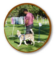 attentive dog and handler during obedience classes at mckaynine