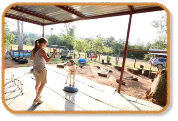 covered training facility at dog classes
