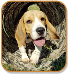 beagle puppy running through tunnel during puppy class