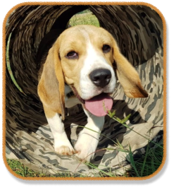 beagle puppy running through tunnel during puppy class