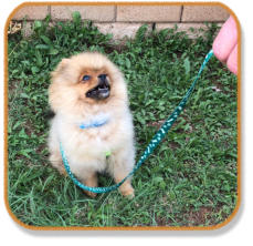 pom puppy sitting on command in puppy class