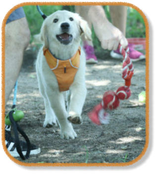 retriever puppy playing with owner during puppy class