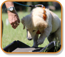 retriever puppy going over ramp during puppy classes
