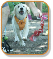 retriever puppy playing with owner during puppy class