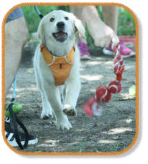 retriever puppy playing with owner during puppy class