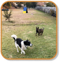 puppy and adult dog playing at randburg puppy classes