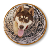 husky puppy running through tube