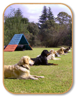 advanced obedience demonstration at mckaynine dog training