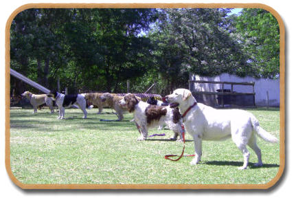 mckaynine training advanced dogs during group stand stay