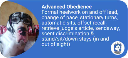 Advanced Obedience Formal heelwork on and off lead, change of pace, stationary turns, automatic sits, offset recall, retrieve judge�s article, sendaway, scent discrimination & stand/sit/down stays (in and out of sight)