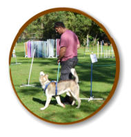 attentive dog and owner going through obedience course at mckaynine honeydew