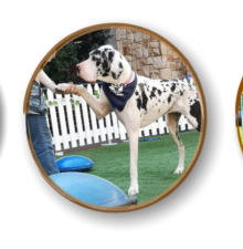 focused great dane from mckaynine doing k9 yoga demonstration