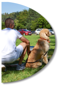 dog and owner watching mckaynine training classes
