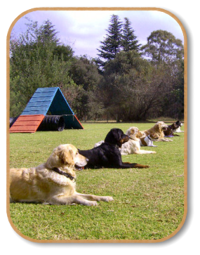 advanced obedience demonstration at mckaynine dog training
