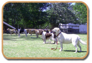 mckaynine training advanced dogs during group stand stay
