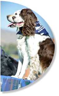 mckaynine dog during a training demonstration