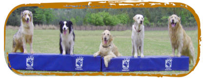 mckaynine honeydew advanced obedience dogs showing off