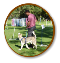 attentive dog and handler during obedience classes at mckaynine