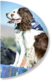 mckaynine dog during a training demonstration