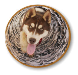 husky puppy running through tube