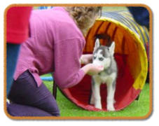 husky puppy recalling through tunnel to handler