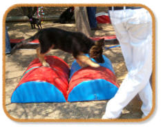puppy going through activity course with handler