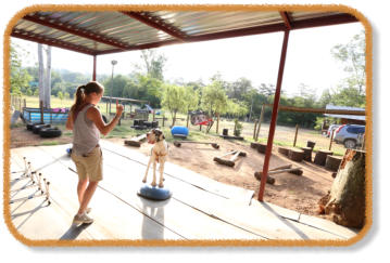 covered training facility at dog classes