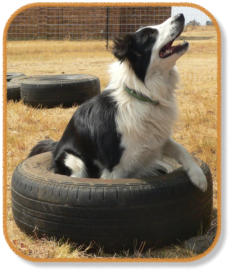 border collie playing in tyre at puppy classes