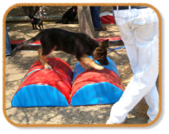 puppy going through activity course with handler