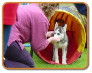 husky puppy recalling through tunnel to handler