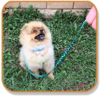 pom puppy sitting on command in puppy class