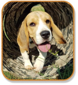 beagle puppy running through tunnel during puppy class