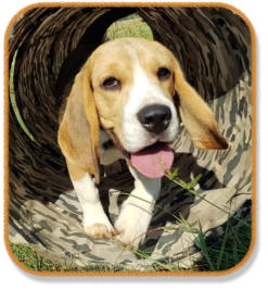 beagle puppy running through tunnel during puppy class