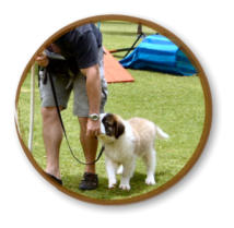 puppy learning leash walking