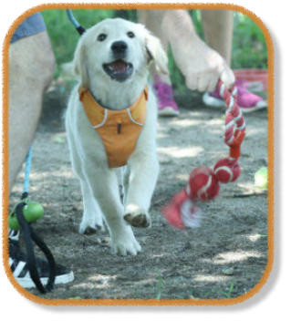 retriever puppy playing with owner during puppy class