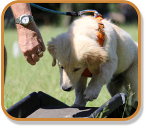 retriever puppy going over ramp during puppy classes