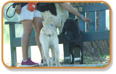 puppies investigating bench during class with instructor
