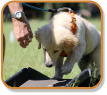 retriever puppy going over ramp during puppy classes