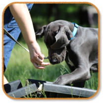 dane puppy going over ramp at puppy classes